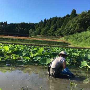 【自然栽培・在来種】神子原れんこん1kg(クール便) 1kg(クール便) 野菜/蓮根通販