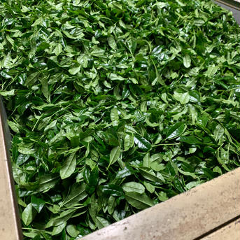 【3つでお得】茎茶好き必見！　特上かりがね　100g 100g×3パック お茶/緑茶通販