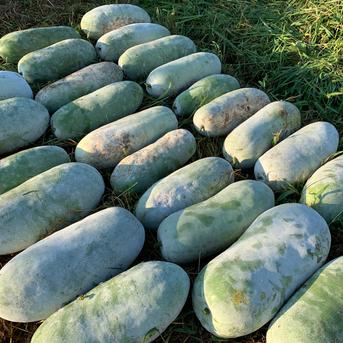 自然栽培】固定種 大玉冬瓜1玉 5kg以上☆農薬・肥料不使用 | 野菜