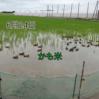 無農薬米新潟県産コシヒカリ15k | 米・穀物/米/精米 産直アウル 農家