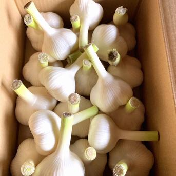 にんにくの概念が変わる！「生にんにく」12玉【数量限定】 生にんにく12玉（約900g） 野菜/にんにく通販