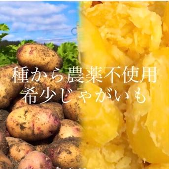 芋が旨い！5"農家の中でも『幻』の固定種！　　予約販売！毎年完売！本当に美味しい春じゃがいも！農薬不使用！美味しい野菜 5kg幻の予約 野菜/じゃがいも通販