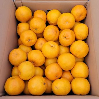 家庭用】屋久島名産ぽんかん10キロ | 果物/オレンジ・その他みかん