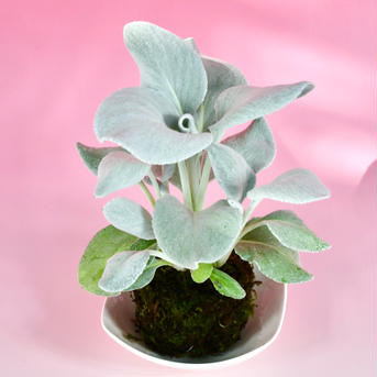 苔玉　セネシオエンジェルウイングス 高さ15㌢〜20㌢　重さ約200㌘ 花・植物/花・植物通販