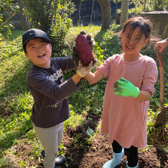 新芋は今だけ】横浜産自然栽培さつまいも「紅はるか」20kg｜採れたてを