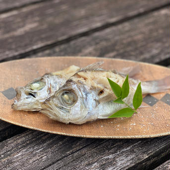 お目々がクリっと、駿河湾産デンデン1ｋｇ/1パック（8-12尾） 1ｋｇ/1パック（8-12尾） 魚介類/その他魚介通販