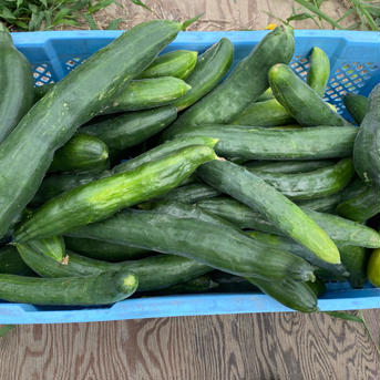 無農薬栽培 きゅうり （無農薬キュウリ）Cucumber 訳あり6本 無農薬きゅうり　6本 野菜/きゅうり通販