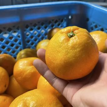 有田みかん！3㎏！お得！和歌山！訳あり！甘い！濃厚！ジューシー
