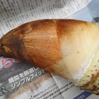 数量限定·米ぬか入り】くりやまサンちのたけのこ2026 ｜ 野菜/たけのこ