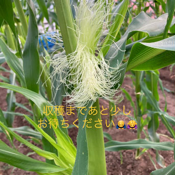 【数量限定】秋もろこし＊おおもの2 5kg(13-15本) 野菜/とうもろこし通販