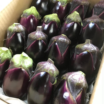 野上様専用商品（ﾐﾙｷｰｸｲｰﾝ10kg   絹皮水茄子10個） ﾐﾙｷｰｸｲｰﾝ 10kg   絹皮水茄子　10個 米・穀物/米/精米通販