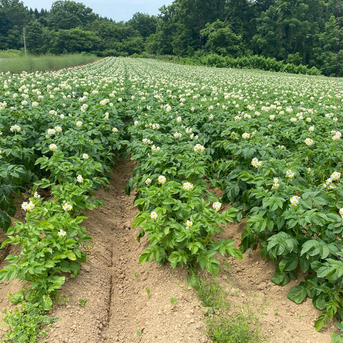 男爵（だんしゃく）いも　Ｌサイズ　じゃがいも　１０キロ　北海道　ニセコ １０キロ 野菜/じゃがいも通販