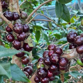 実付❗️12ジャボチカバ　サバラ四季咲　耐寒性フルーツ 実付❗️12ジャボチカバ サバラ四季咲 耐寒性フルーツ 実付15