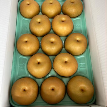 豊水【ご家庭用】9月発送！濃厚な甘さと溢れる果汁！3kg箱(2.9〜3kg) 5〜8個入り 3kg箱(2.9〜3kg) 5〜8個入り 果物/梨通販