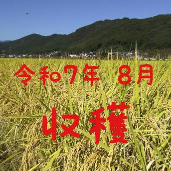 送料込み 令和7年産 高知県産 コシヒカリ 玄米30㎏(袋込み) | 米