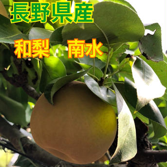 長野県産　和梨【南水】7キロ 7Kg 果物/梨通販