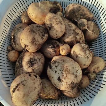 数量限定｜超大玉ニシユタカ食べ応え抜群｜【3L以上】約8kg｜迫力 