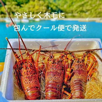 超特大サイズ！伊勢エビ！１匹　　900g前後 １匹　880g～920g 魚介類/エビ通販