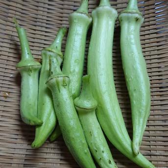 【ﾊﾞﾗ茶枝豆､オクラ､なす】夏野菜詰め合わせ‼️ 約1.7kg 野菜/野菜セット・詰め合わせ通販