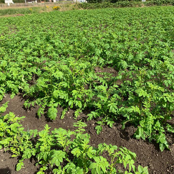 無農薬無化学肥料 今が旬 新じゃがインカのめざめ ｜ 野菜/じゃがいも
