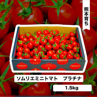 送料込み④希少な高濃度フルーツトマト　ソムリエミニトマト　プラチナ1.5kg（75玉から120玉） 1.5kg 野菜/トマト通販