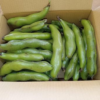 新鮮【そら豆】箱込約2kg5月中旬から発送の予約販売 ｜ 野菜/豆類 産直 