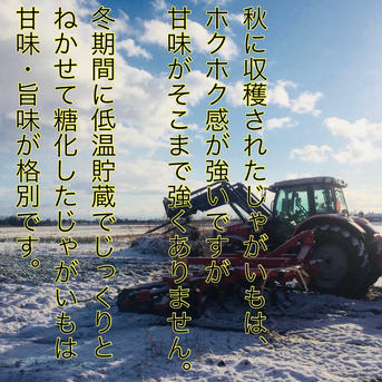 ●じゃがいも レッドムーン ●10キロ ●北海道 ジャガイモ 10kg 野菜/じゃがいも通販