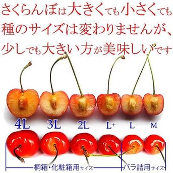 クール便発送 朝採り当日発送 減農薬栽培さくらんぼ ギフトに大人気