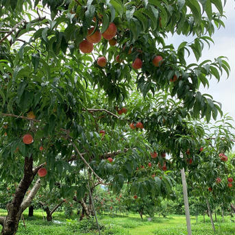 まるちゃん農園🌾の長野市産！朝取りあかつき3㌔！ 8玉程度 果物/もも通販