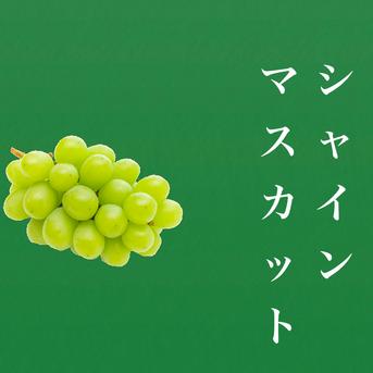 糖度18度以上｜大粒大房｜朝どれ｜シャインマスカット 4房 ｜ 果物
