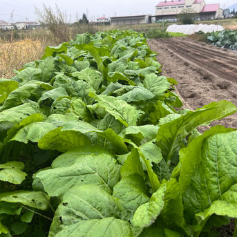 本場信州の野沢菜10kg | 野菜/葉物 産直アウル 農家から直接野菜などの