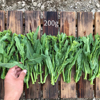 (60サイズ)季節限定の春の味 [信州産] 箱いっぱいの冬越し野菜 60サイズ箱にいっぱい 野菜/野菜セット・詰め合わせ通販