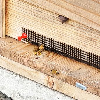 非加熱 生はちみつ 岡山百花蜜 500g×2本［神の使いHoney］ | はちみつ