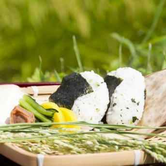 自然栽培 氷温熟成 ひとめぼれ 令和2年産 山形県産 庄内米 玄米 5kg 5kg 米・穀物/玄米通販