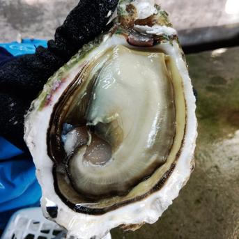 モンスター級・からふさ岩牡蠣 岩牡蠣・２キロ箱 魚介類/牡蠣通販