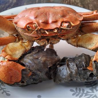 活モクズガニ海で漁獲品 大サイズ２kg(目安9-15杯)ツガニ つがに 宮城県松島湾産 なんと海です！ 配送地域限定品(四国中国九州沖縄は不可能です) 他に小中サイズも出品中 もくずがに 2ｋｇ 魚介類/カニ通販