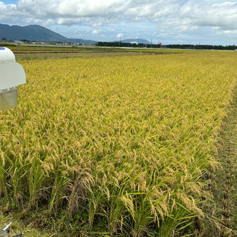 令和七年新潟県産コシヒカリ中米 | 米・穀物/米/精米 産直アウル 農家