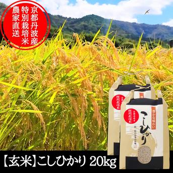 農家直送！感動を呼ぶお米　玄米20キロ　令和5年産　京都産 玄米】 20kg 新米 こしひかり 特別栽培米 京都府産 | 米・穀物