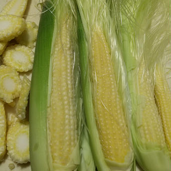 信州蓼科高原産ヤングコーン皮付き 1.8kg 野菜/とうもろこし通販