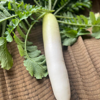 採れたて大根　４本 大根　４本 野菜/大根通販