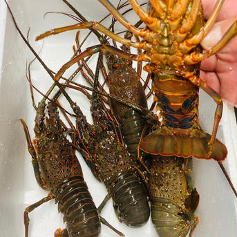 訳あり伊勢海老　350〜400g×3匹 350〜400g×3匹 魚介類/エビ通販