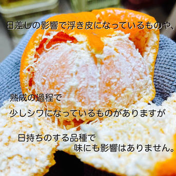 有田みかん　枢　2キロ　晩生みかん　サイズバラバラ　減農薬　訳あり 2kg 果物/温州みかん通販