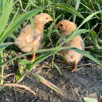 【国内で数ヶ所しかない？！】名古屋コーチンの放し飼いたまご «6個» 1P 6個入り 卵/鶏卵通販