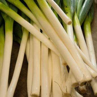 池ちゃん農園の白ネギ《5.0Kg》 5.0kg（40本〜50本） 野菜/ねぎ通販