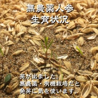 無農薬 訳あり ミニ人参【葉っぱ付き】 1kg 石川県産 1kg 野菜/人参通販