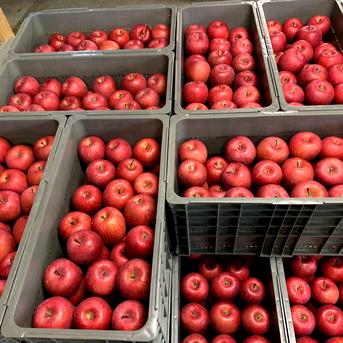 🍎青森りんご🍎～人気ナンバー1家庭用でお買得！『完熟サンふじ』【ご