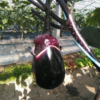 水なす漬け物 10個 10個 加工品/漬物通販