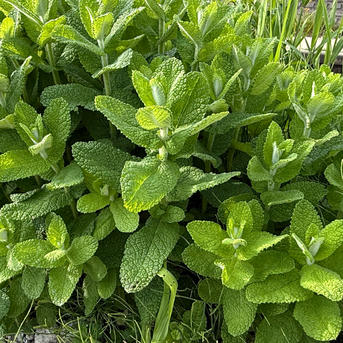 農家直送 生アップルミント 茎付きフレッシュハーブ 無農薬栽培 10g