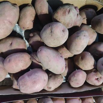 🥔農薬・化学肥料不使用「アンデスレッド」3kg　サイズ色々🥔 ジャガイモ（アンデスレッド）3kg 野菜/じゃがいも通販