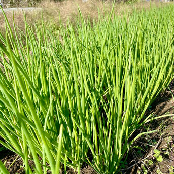 わけぎ500g 農薬・化学肥料不使用 分葱/小ねぎ 500g 野菜/ねぎ通販